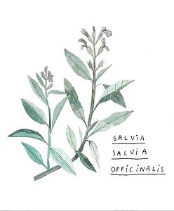 Sàlvia (M)