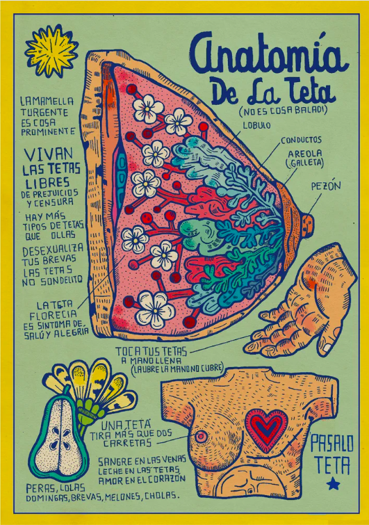 Anatomía de la teta (M)