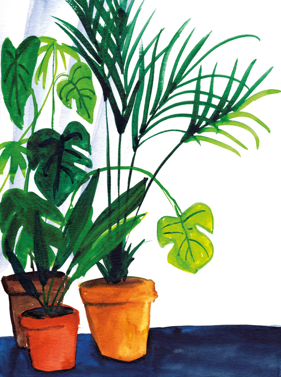 Monstera and palm tree