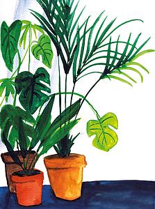 Monstera and palm tree