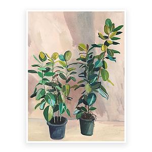 Two ficus indoors