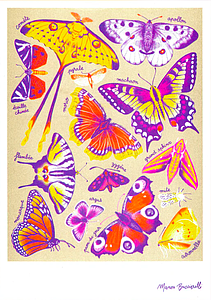 BUCCIARELLI Manon - Papillons