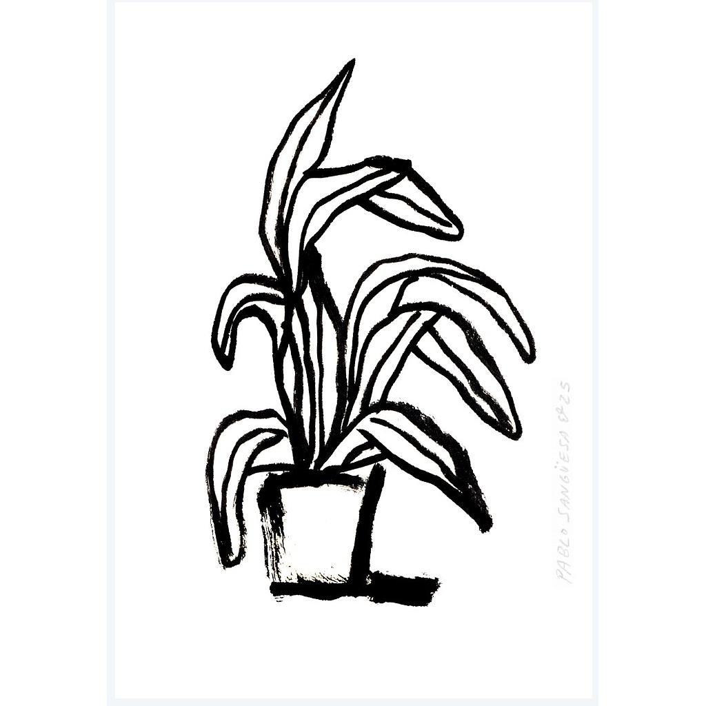 Planta casera - Postal